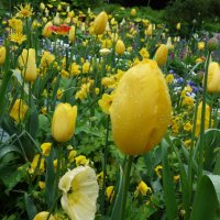 Желтые тюльпаны... :: Galina Dzubina