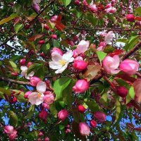 Яблони в цвету. :: Мила Бовкун