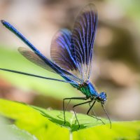 Calopteryx splendens. :: Игорь Сарапулов