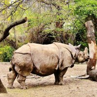 Индийский носорог (панцирный) :: Елена (ЛенаРа)