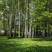 Май :: Владимир Безбородов