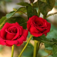 Время цветения роз :: Светлана 