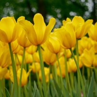 Желтые тюльпаны :: Ольга 