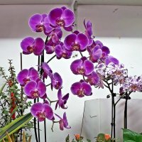 орхидеи :: Александр Корчемный