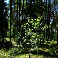 Майский лес :: Милешкин Владимир Алексеевич 