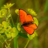 бабочки майского луга 4 :: Александр Прокудин