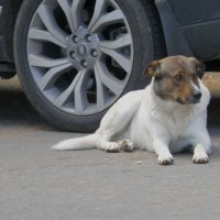 Добрая собачка :: Александр Рыжов