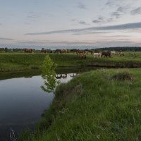 Утренний выгул. :: Виктор Евстратов