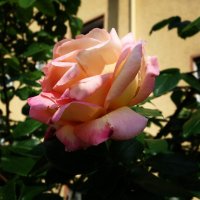 Майское цветение роз... :: Galina Dzubina