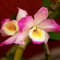 Моя Орхидея-1 :: Любовь 