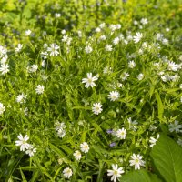 Звездчатка ланцетолистная  (Stellaria holostea) :: Сергей Батурин