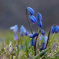 Весенние зарисовки :: Роман Савоцкий