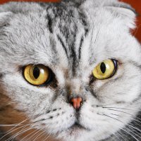 Портрет кошки. :: Александр Владимирович Никитенко
