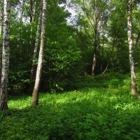 Здесь принимают в партию зеленых :: Андрей Лукьянов