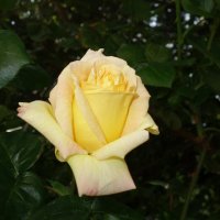 Как роза майская свежа... :: Galina Dzubina