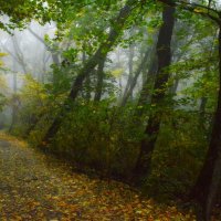 В осеннем парке........ :: Юрий Цыплятников