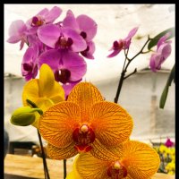 Орхидеи :: Татьяна Блинова