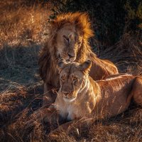 Вечернее рандеву...саванна,Кения! :: Александр Вивчарик