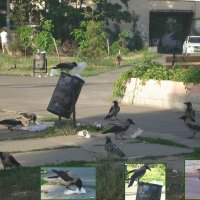 Добро пожаловать в воронье хозяйство! ) :: Тамара Бедай 