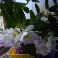 Орхидея Дендробиум нобиле :: Вера 