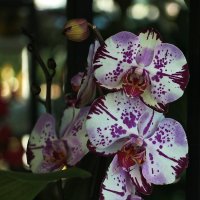Орхидея :: Светлана 