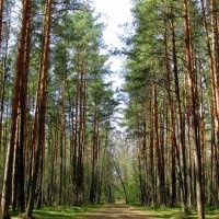 Дорога в сосновом лесу :: Leonid Tabakov