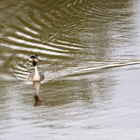 На водной глади :: Леонид Никитин