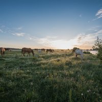 Утренний выгул. :: Виктор Евстратов