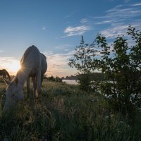 Утренний выгул. :: Виктор Евстратов