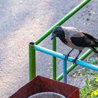 ИНЦЭРЭСНО-ИНЦЭРЭСНО... :: Володька Завитушкин