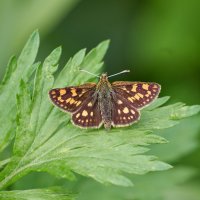 Толстоголовка Палемон ( Carterophacus palaemon) :: Александр Запылёнов