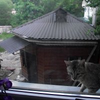 "Стихи бы о котах  хоть  написал ты?!" :: Евгений БРИГ и невич