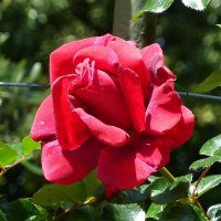 Красная роза :: Лидия Бусурина