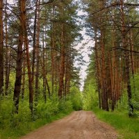 Лесной коридор в июне. :: Мила Бовкун