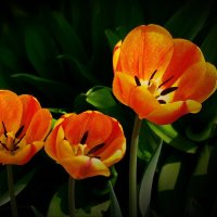 Тюльпаны ! :: Владимир Шошин