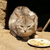 Ну что за люди, опять мяса не докладывают! :-) :: Андрей Заломленков