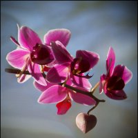 До сих пор в наших душах цветут орхидеи ... :: Сергей Порфирьев