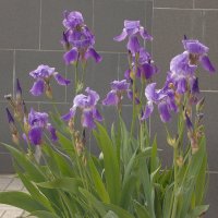 Фиолетовые оттенки лета - 3 :: Фотогруппа Весна