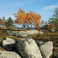 Осень в саду камней :: Сергей Курников