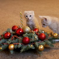 Новогоднее фото с кошками :: Николай Орехов