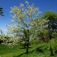 Кисловодск. В курортном парке :: Нина Бутко