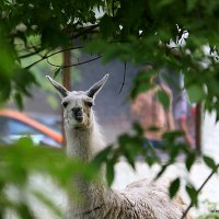 снимай скорей фотограф :: Олег Лукьянов