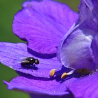 насекомое на цветке IMG_0353 :: Олег Петрушин