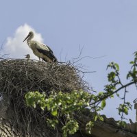 Гнездо аистов :: Александра 