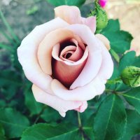Первая роза этого года в моем саду. :: Светлана Ященко