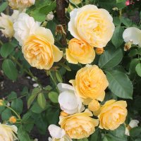 киевские розы :: tina kulikowa