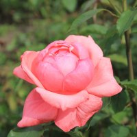 киевские розы :: tina kulikowa