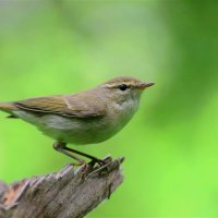 Зелёная пеночка (Phylloscopus trochiloides) :: Иван 