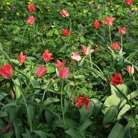 Цветы аптекарского огорода - тюльпаны :: Маргарита Батырева