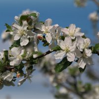 Веточка цветущей яблони :: lady v.ekaterina